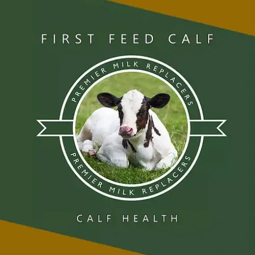 first_feed_calf
